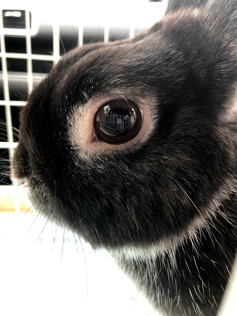 ファミリア動物病院 福岡県大野城市栄町 動物病院 グルコミ