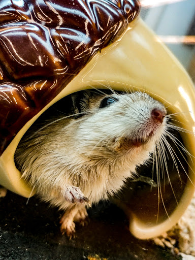 Pet Supply Store «Petco Animal Supplies», reviews and photos, 790 Waverly Rd, North Andover, MA 01845, USA