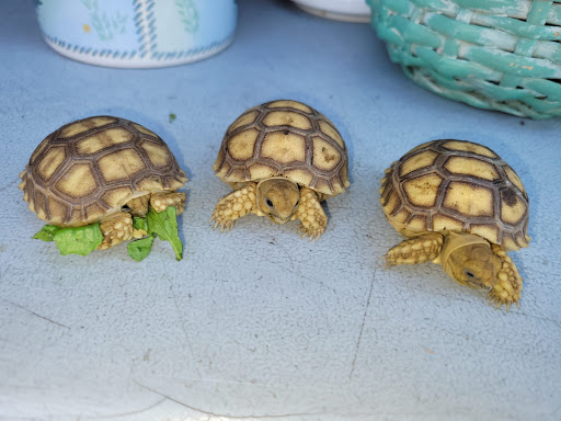 Pet Supply Store «E & M Pet Shop», reviews and photos, 5900 Whittier Blvd, Los Angeles, CA 90022, USA