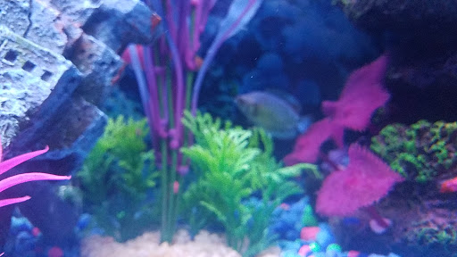 Pet Supply Store «Pet Supplies Plus», reviews and photos, 4405 Milestrip Rd, Blasdell, NY 14219, USA