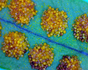 Photo n°8 de ABC Microscope à La Chevrolière ()