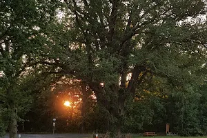 Oak in the backyard image