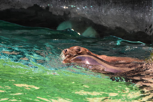 Zoo «Seneca Park Zoo», reviews and photos, 2222 St. Paul Street, Rochester, NY 14621, USA