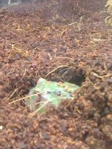 Pet Supply Store «Petco Animal Supplies», reviews and photos, 6015 Stage Rd, Bartlett, TN 38134, USA