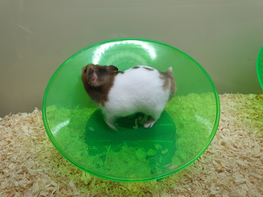 Places to buy a hamster Peterborough