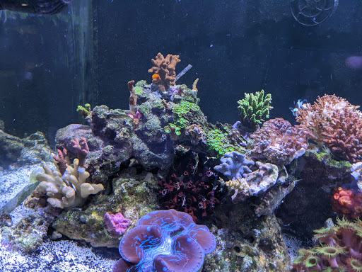 Pet Store «Fish Aquariums & Stuff», reviews and photos, 6112 W Fairview Ave, Boise, ID 83704, USA