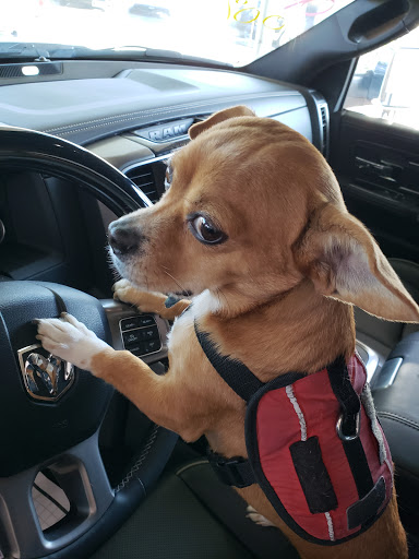 Car Dealer «Hanlees Chrysler Dodge Jeep Ram of Napa», reviews and photos, 333 Soscol Ave, Napa, CA 94559, USA