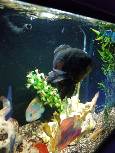 Pet Store «Aquarium», reviews and photos, 6410 Papermill Pl Way, Knoxville, TN 37919, USA