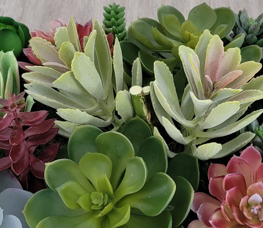 Florist «Victorian Garden florist», reviews and photos, 8543 W Boynton Beach Blvd, Boynton Beach, FL 33472, USA