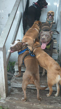 Hampden Hounds - Photo 5 - Car repair in Baltimore, MD, Baltimore