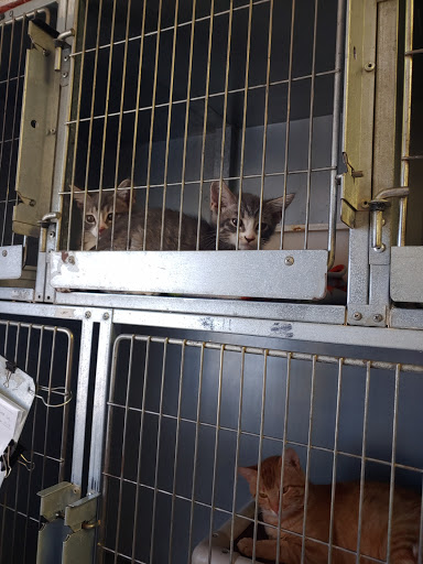 High Desert Humane Society