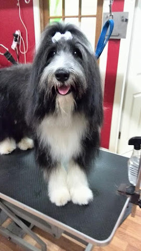 Comments and reviews of Top to Tail Dog Grooming