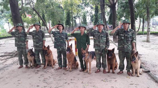 Trường huấn luyện chó Thành Tài | Huấn luyện chó cảnh | Huấn luyện chó TPHCM