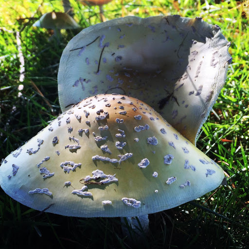 Public Golf Course «Mercer Oaks Golf Course», reviews and photos, 725 Village Rd W, West Windsor Township, NJ 08550, USA