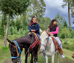 y Arboles de navidad Tlaxaloni Park photo