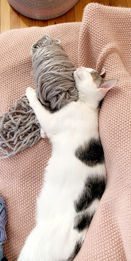 Pet Store «Fairmount Pet Shoppe», reviews and photos, 2024 Fairmount Ave, Philadelphia, PA 19130, USA