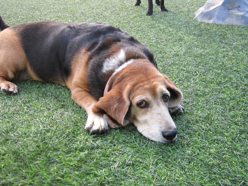 Veterinarian «PetCoral Resort and Veterinary», reviews and photos, 924 Del Prado Blvd, Cape Coral, FL 33990, USA