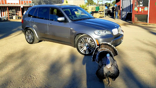 Animal Feed Store «Western Ranchman Store», reviews and photos, 16028 N 32nd St, Phoenix, AZ 85032, USA