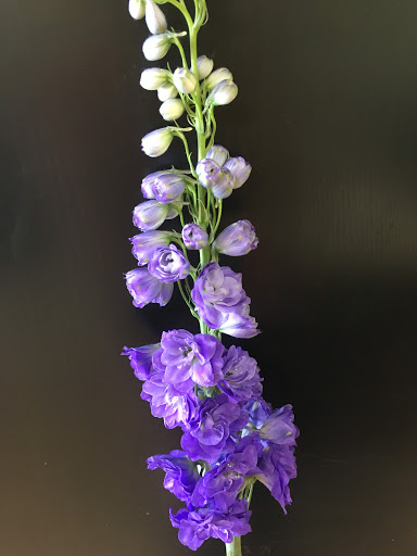 Florist «Parker Blooms», reviews and photos, 11153 S Parker Rd, Parker, CO 80134, USA