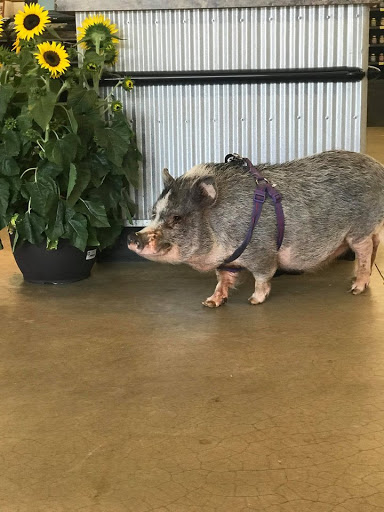 Hardware Store «Buchheit of House Springs», reviews and photos, 4550 Gravois Rd, House Springs, MO 63051, USA