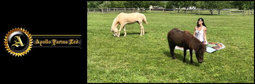 Horse Trainer «Apollo Farms Ltd.», reviews and photos, 3070 Summer Mountain Rd, Palmerton, PA 18071, USA