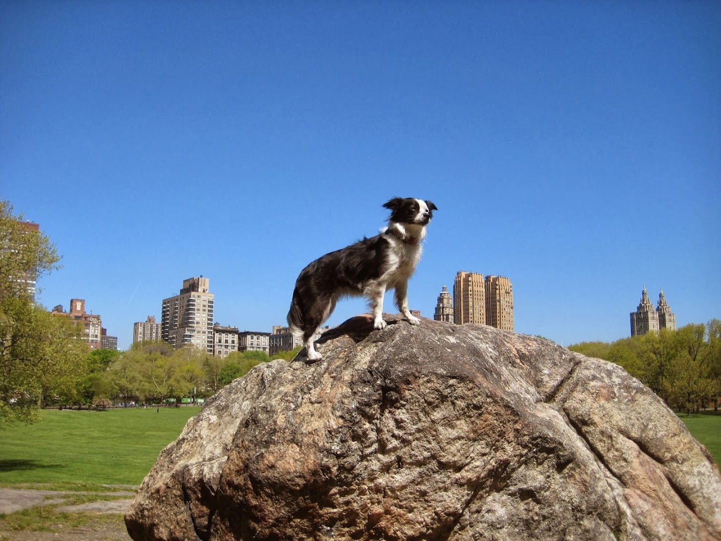 Heaven On Earth.nyc Dog Camp