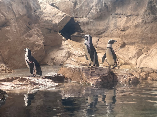 Aquarium «Audubon Aquarium of the Americas», reviews and photos, 1 Canal St, New Orleans, LA 70130, USA