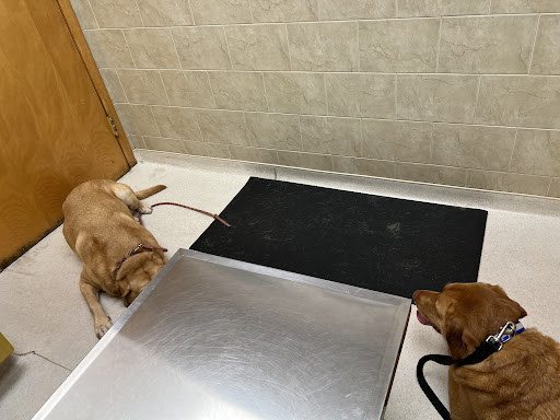 Vienna Animal Hospital image