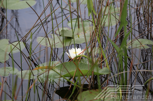 Nature Preserve «Grassy Waters Preserve», reviews and photos, 8264 Northlake Blvd, West Palm Beach, FL 33412, USA