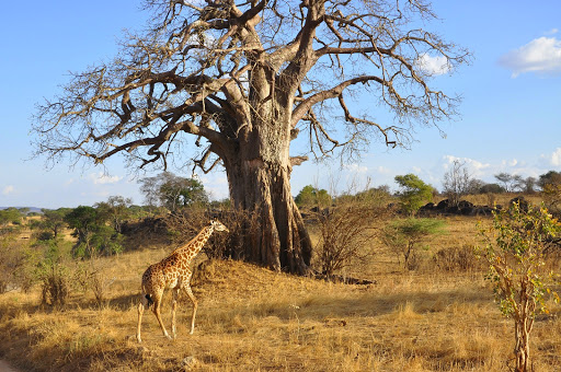 Makalali - African Exclusive Tours