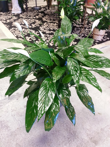 Florist «Flora Verdi», reviews and photos, 721 Princess St, Wilmington, NC 28401, USA