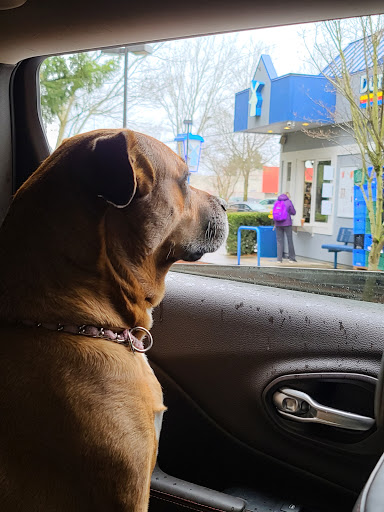 Coffee Shop «Dutch Bros Coffee», reviews and photos, 8940 SW Hall Blvd, Portland, OR 97223, USA