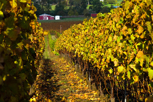 Winery «Eola Hills Wine Cellars», reviews and photos, 501 S Pacific Hwy W, Rickreall, OR 97371, USA