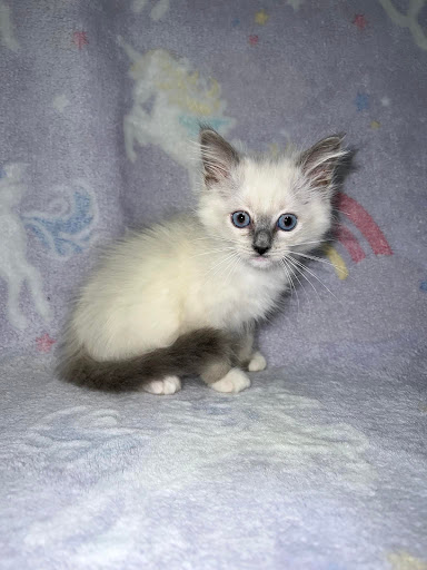 Pet Store «Friendly Pets», reviews and photos, 625 Friendly Center Rd, Greensboro, NC 27408, USA