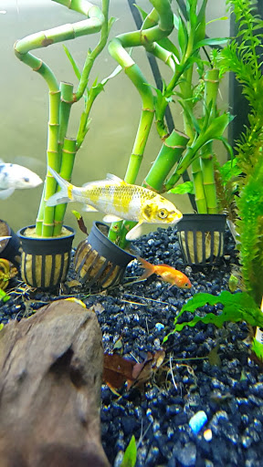 Pet Supply Store «Petco Animal Supplies», reviews and photos, 8404 Eager Rd b, Brentwood, MO 63144, USA