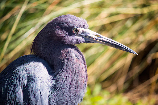 Aquarium «South Carolina Aquarium», reviews and photos, 100 Aquarium Wharf, Charleston, SC 29401, USA