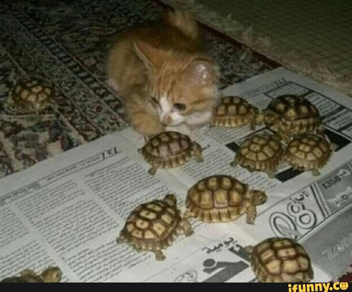 Pet Supply Store «Rucker Pet & Wild Bird», reviews and photos, 4335 Bethelview Rd, Cumming, GA 30040, USA