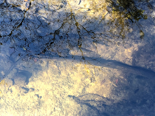 Park «Lake Lotus Park Office», reviews and photos, 1153 Lake Lotus Park Rd, Altamonte Springs, FL 32714, USA