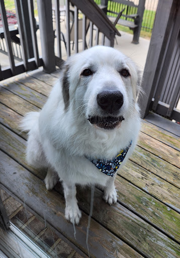 Southern Hounds Grooming, LLC