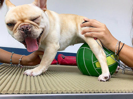 Fisio Care Pet em Guarulhos - SP