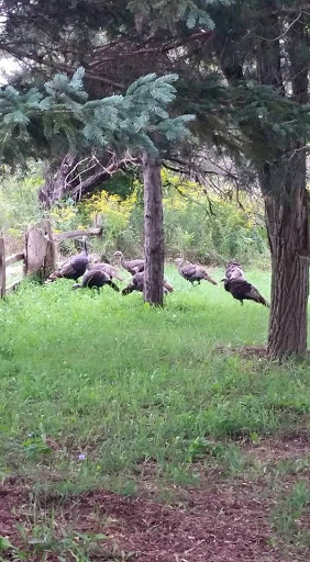 Winery «Seven Lakes Vineyard», reviews and photos, 1111 Tinsman Rd, Fenton, MI 48430, USA