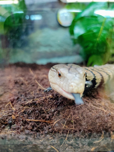 Pet Supply Store «Petco Animal Supplies», reviews and photos, 6720 Fox Centre Pkwy, Gloucester Courthouse, VA 23061, USA