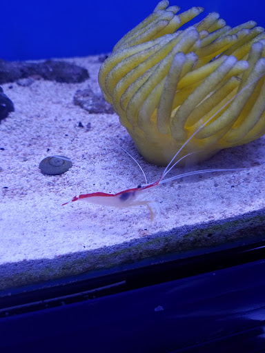 Tropical Fish Store «Ultimate Reefs & Aquariums», reviews and photos, 6020 S Memorial Dr, Tulsa, OK 74145, USA