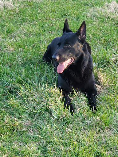 Pet Store «Art In Motion Pets», reviews and photos, 1893 S Western Ave, Marion, IN 46953, USA