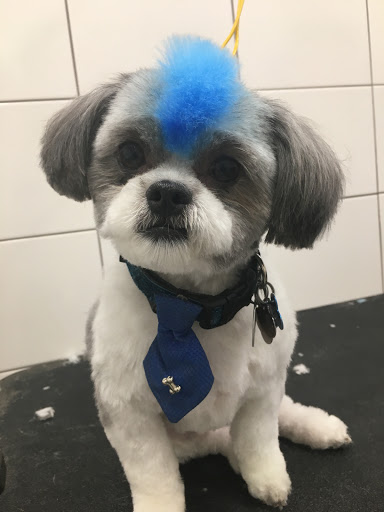 Pet Supply Store «Wag», reviews and photos, 2450 Harney St, Omaha, NE 68131, USA