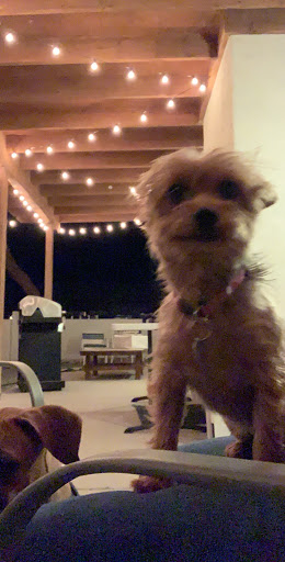 Pet Supply Store «Petco Animal Supplies», reviews and photos, 585 E Wetmore Rd, Tucson, AZ 85705, USA