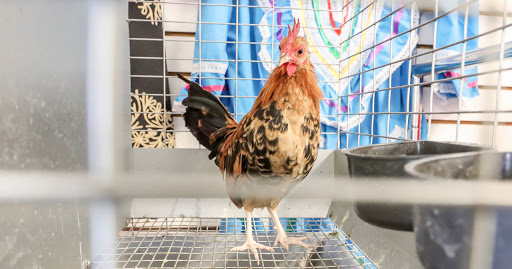 Western Apparel Store «Two Amigos Western Wear», reviews and photos, 3853 Main St, Oakley, CA 94561, USA