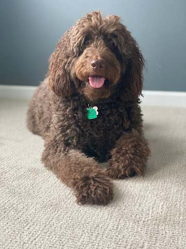 Kennel «Pampered Pets», reviews and photos, 601 Concord Ave, Charlottesville, VA 22903, USA