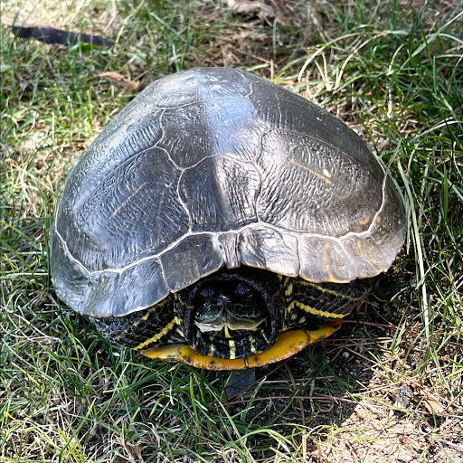 Country Club «Mission Lakes Country Club», reviews and photos