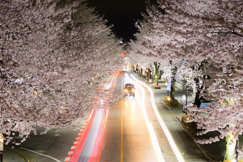 「美しすぎる桜並木」看板